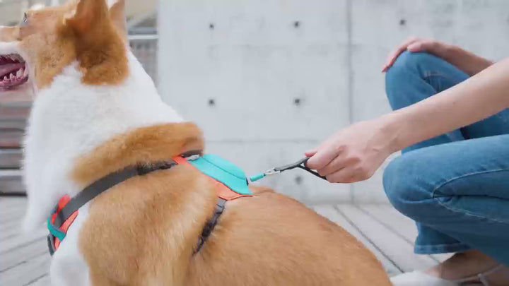 MOMOVIDA Arnés Para Perro Con Ajustable Correa