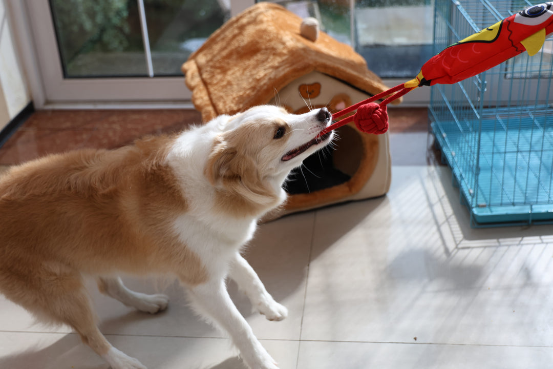 Momovida Juguetes Para Perro Masticar Limpia Dientes 5piezas