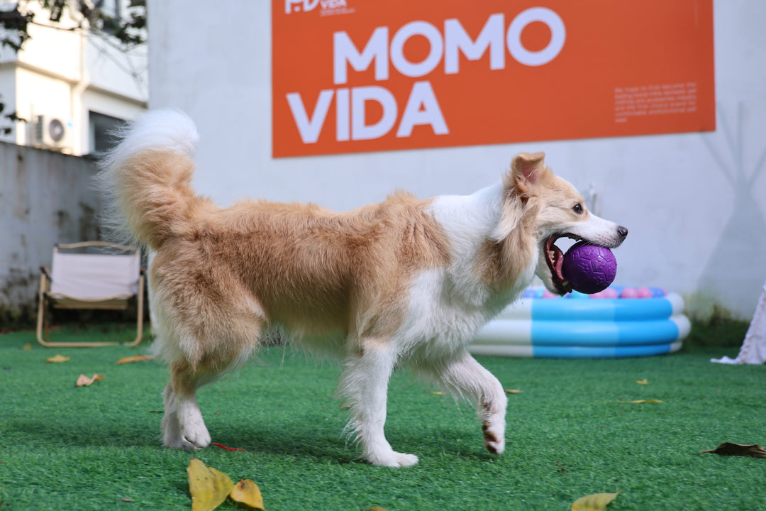 Momovida Juguetes Para Perro Masticar Limpia Dientes 5piezas