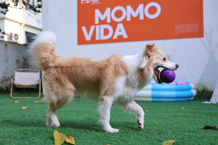 Momovida Juguetes Para Perro Masticar Limpia Dientes 5piezas