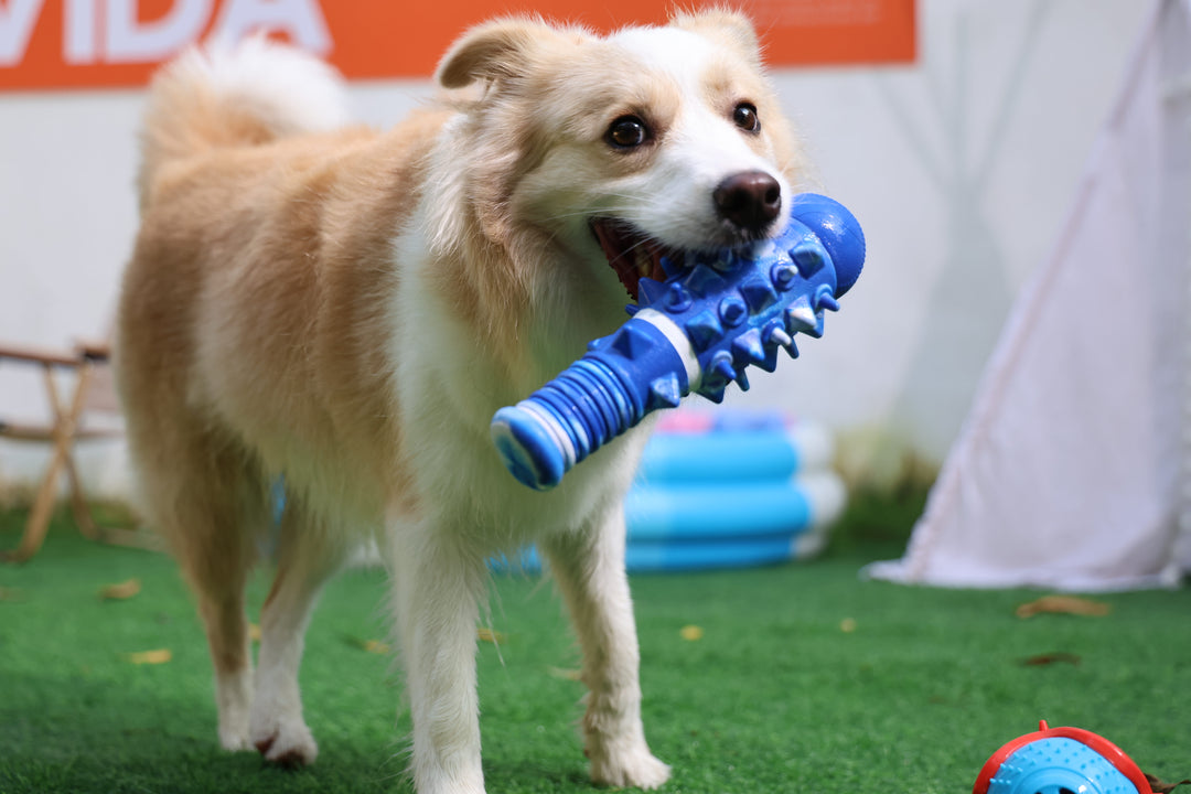 Momovida Juguetes Para Perro Masticar Limpia Dientes 5piezas