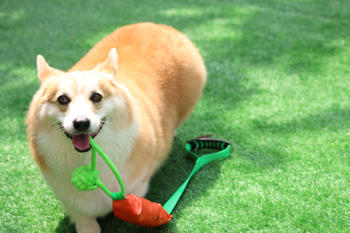 Momovida Juguetes Para Perro Masticar Limpia Dientes 5piezas