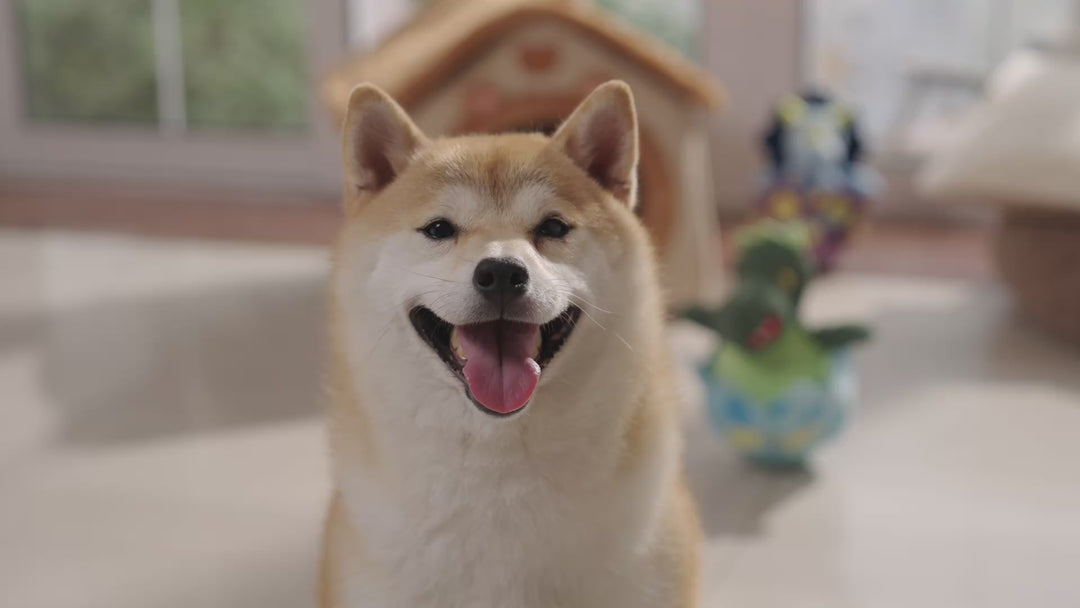 MOMOVID Juguetes interactivos para perros